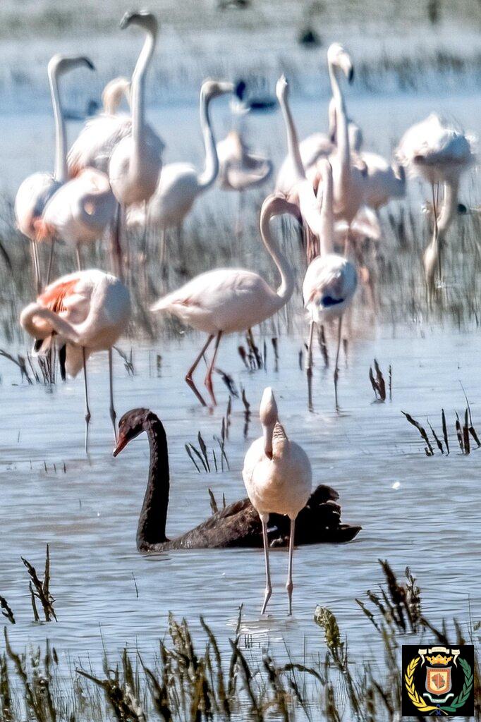 spain, huelva, doñana, black swan, flamingos, birds, water, birding, wild, animals, nature, fauna