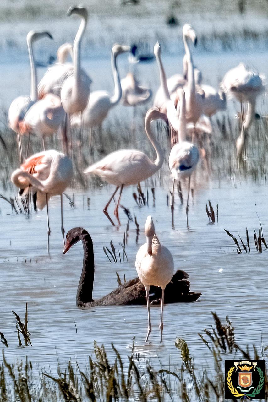 spain, huelva, doñana, black swan, flamingos, birds, water, birding, wild, animals, nature, fauna