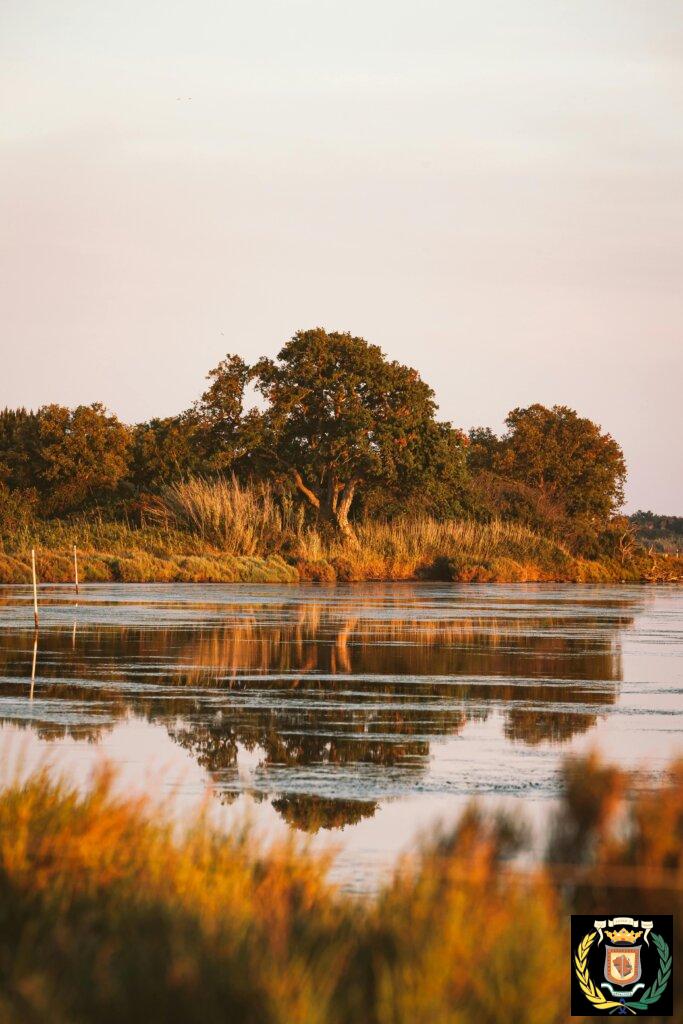 Serene image of a lake with trees reflected in calm water during golden hour.