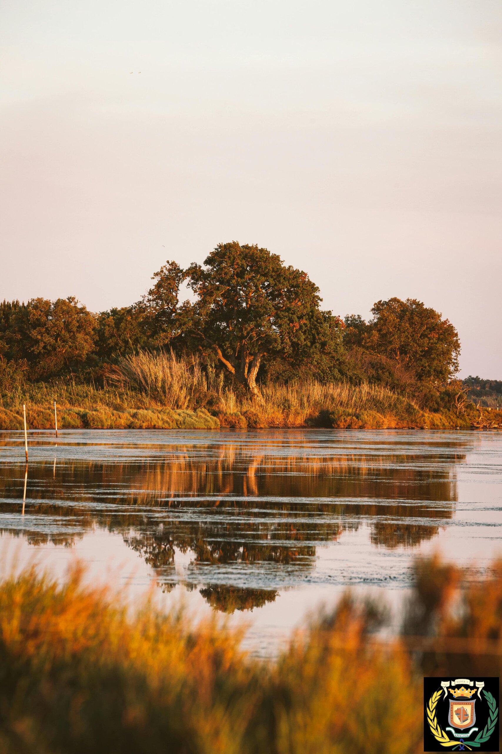 Serene image of a lake with trees reflected in calm water during golden hour.
