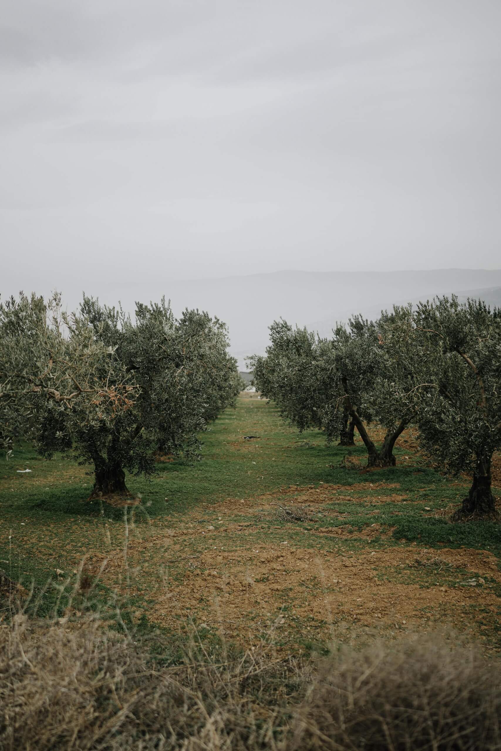 Peaceful view of an olive orchard with rows of trees in misty rural landscape.